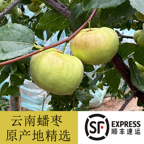 云南纯甜蜜酥脆蟠枣子