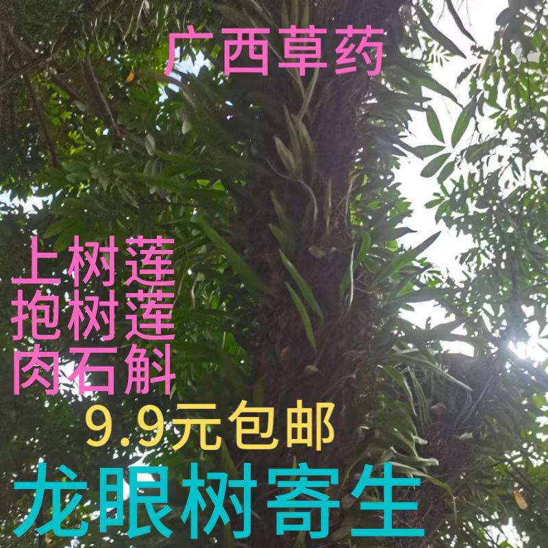 广西龙眼树寄生上树莲新鲜深山抱树莲桂圆树寄生茶上木蛇树苇包邮