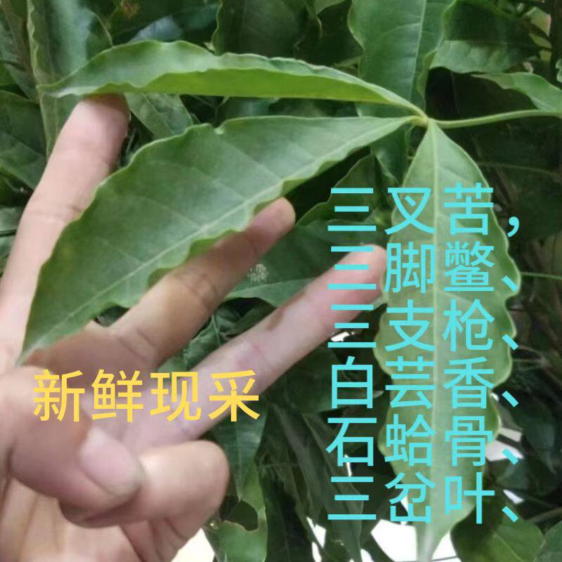 广西草药三叉苦三丫苦三枝枪三枝三桠苦三亚苦三岔苦三叉新鲜现采