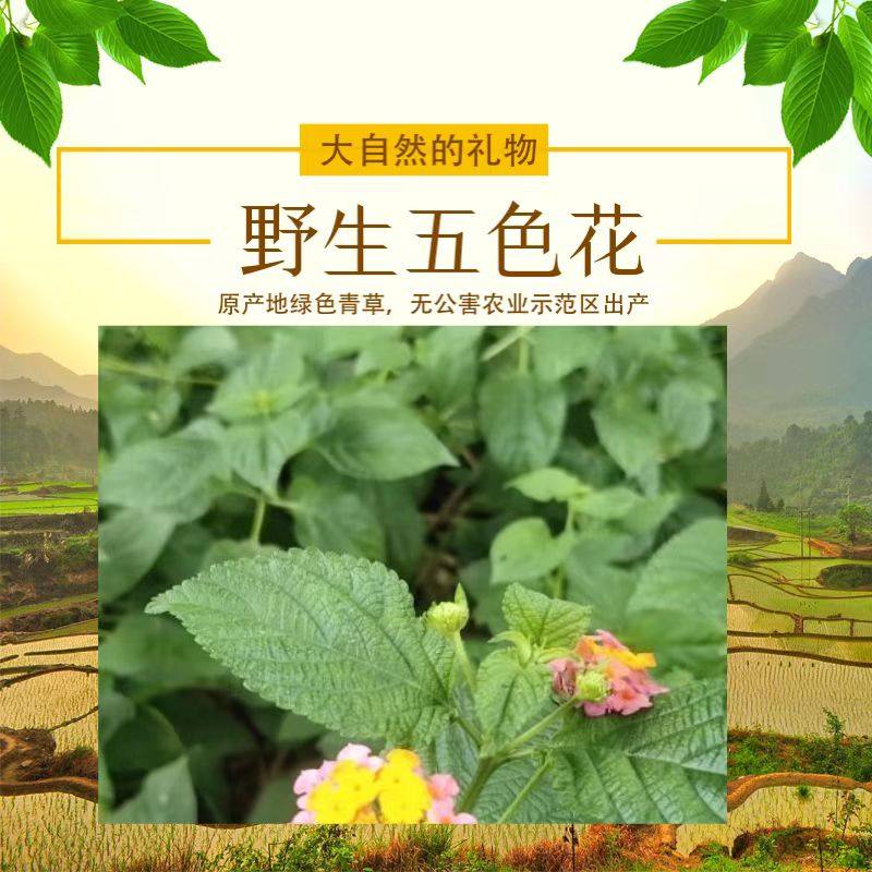 新鲜五色花 马缨丹五色梅 红彩花中草药皮肤宝宝洗澡现采枝叶