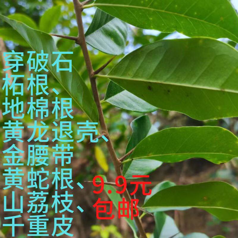 广西草药穿破石柘根地棉根黄龙退壳金腰带黄蛇根山荔枝千重皮包邮