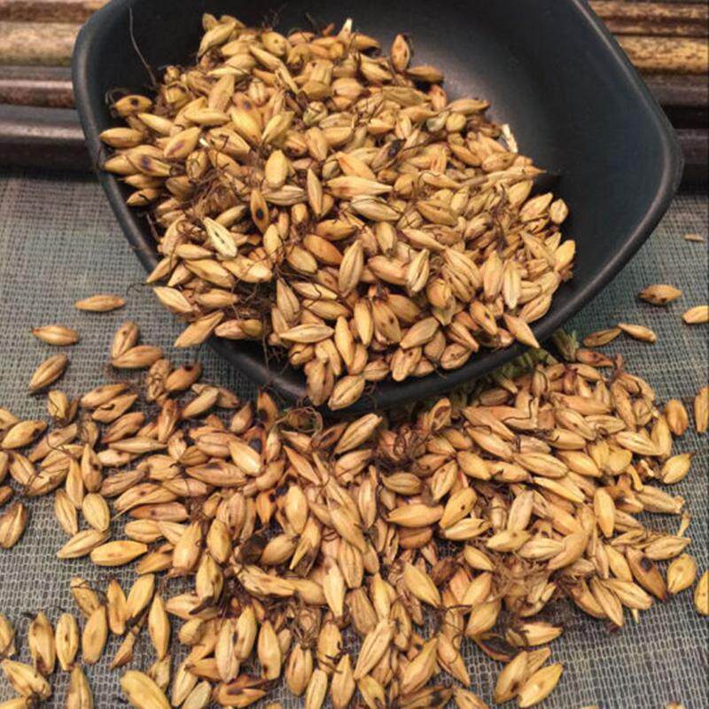 中药材炒麦芽500g熟麦芽有正品生麦芽茶谷芽稻芽无硫炒麦芽包邮