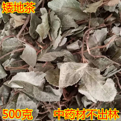 中药材野生不出林矮地