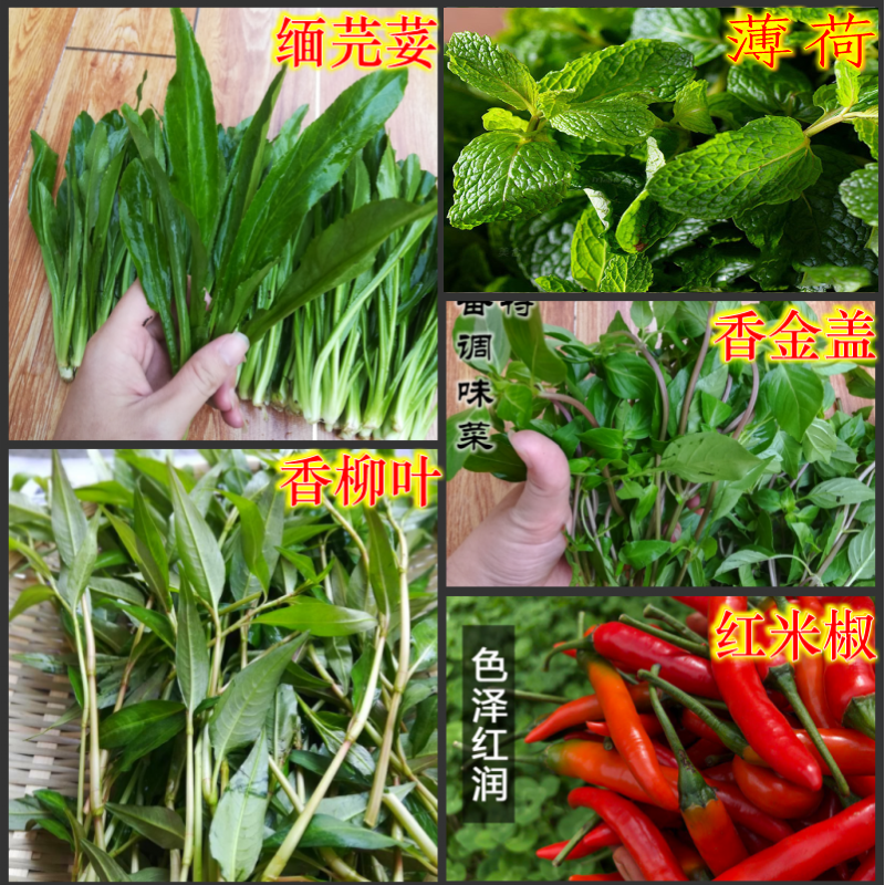 云南德宏新鲜蔬菜香料芫荽