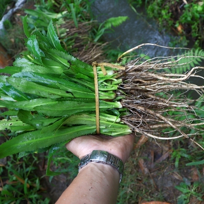 带根老缅带根老缅芫荽种新鲜