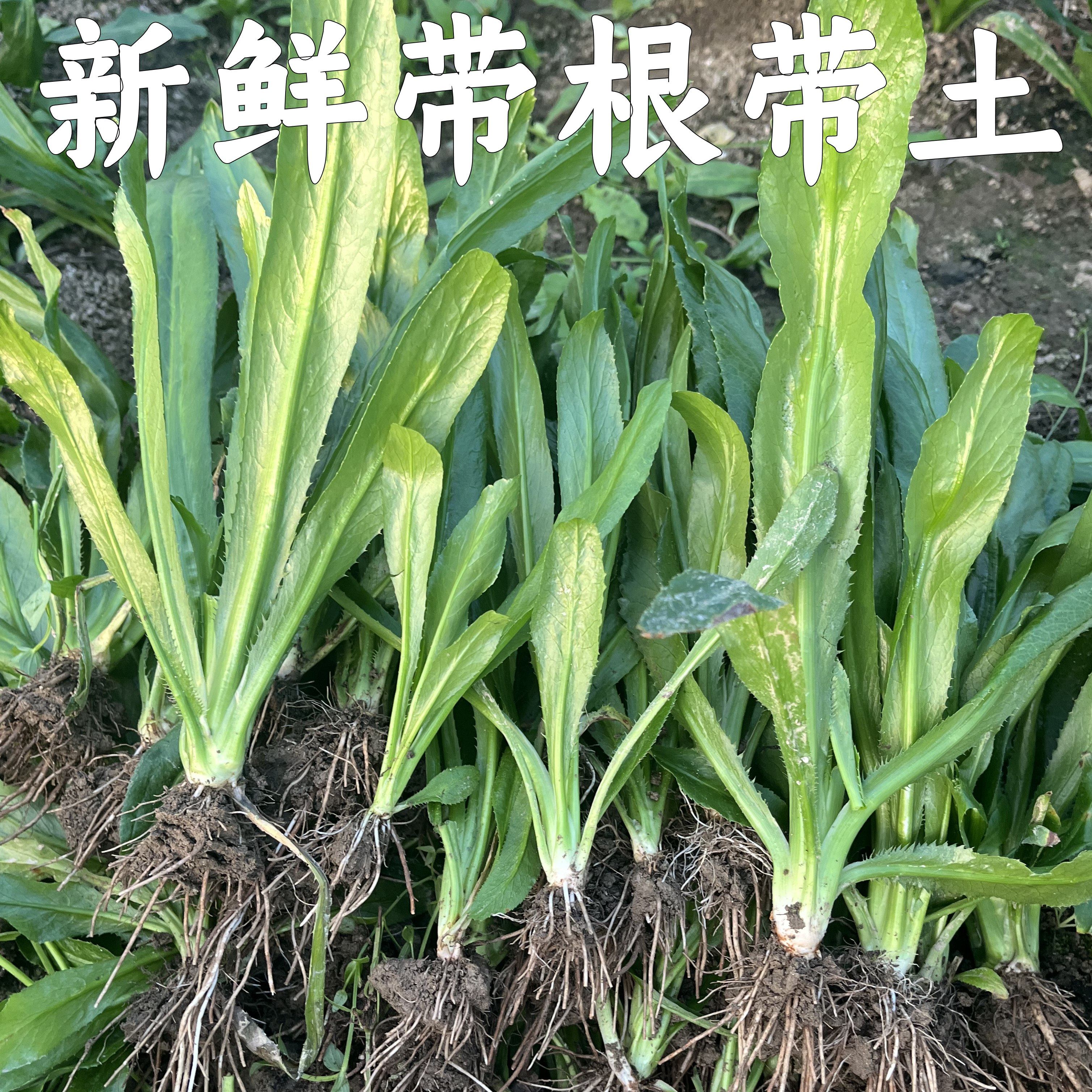 带根老缅芫荽500克可种新鲜有根大香菜刺芹货量少精品蔬菜1斤