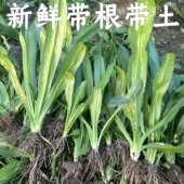 带根老缅芫荽500克可种新鲜有根大香菜刺芹货量少精品蔬菜1斤