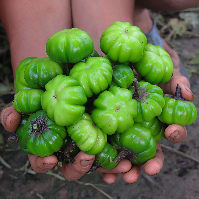 云南德宏特色野味苦苦野生野菜