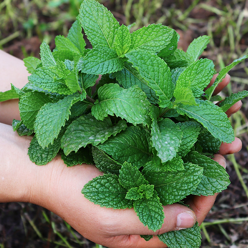 云南德宏野生新鲜薄荷叶250克新鲜蔬菜莫吉托鸡尾酒调酒香料