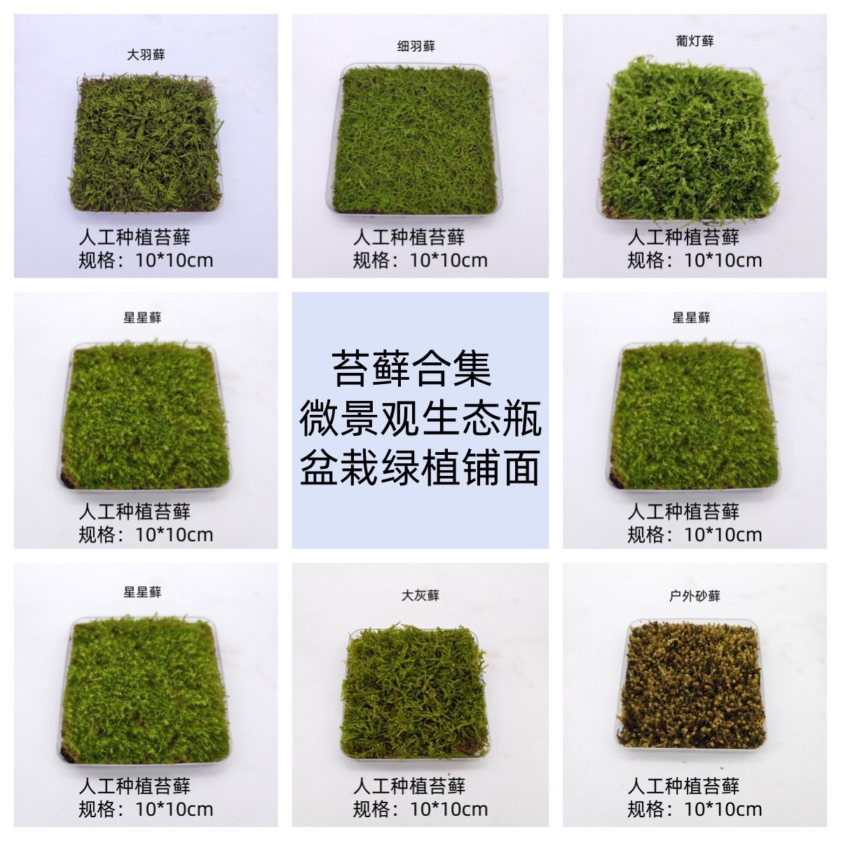 苔藓合集微景观生态瓶