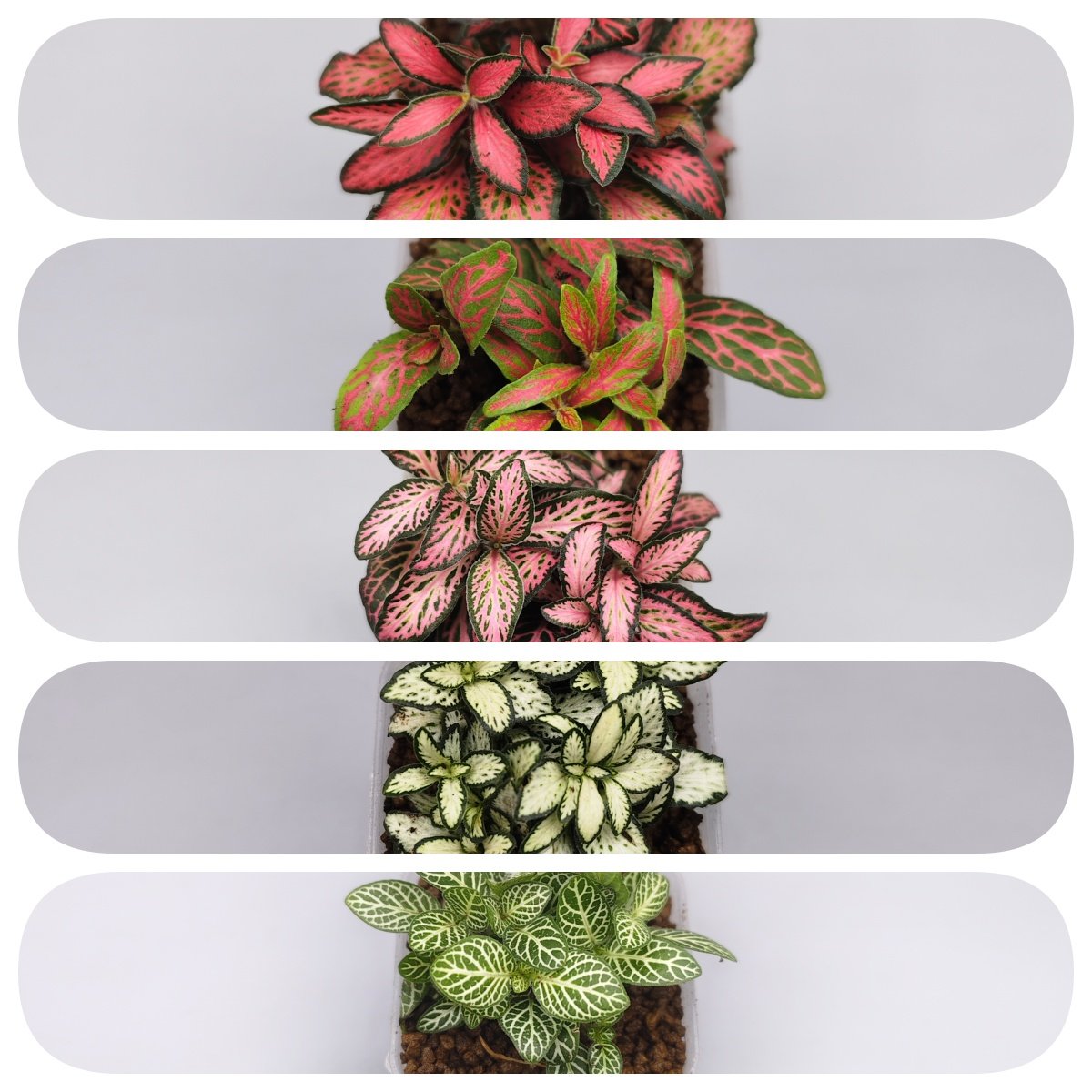 （网纹草合集）苔藓微景观生态瓶创意彩叶迷你小植物,鲜花速递/花卉仿真/绿植园艺,多肉植物,淘宝优惠券,粉丝福利购,淘宝优惠卷