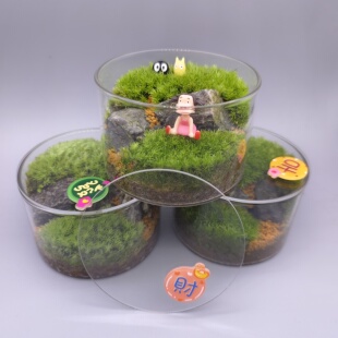 龙兰-桌面草坪苔藓微景观（直径9CM高6CM）