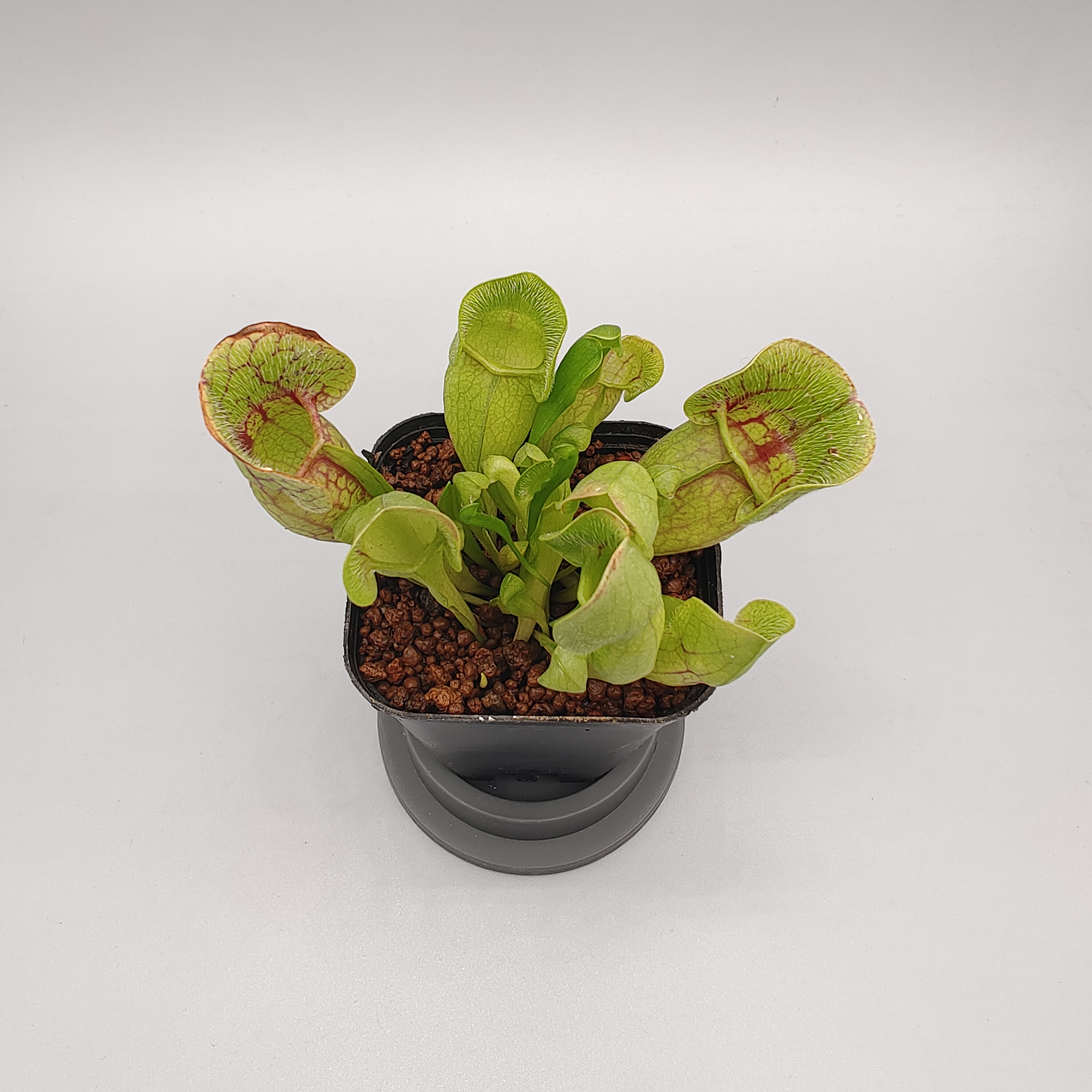 龙兰微景观植物素材--海螺瓶子草