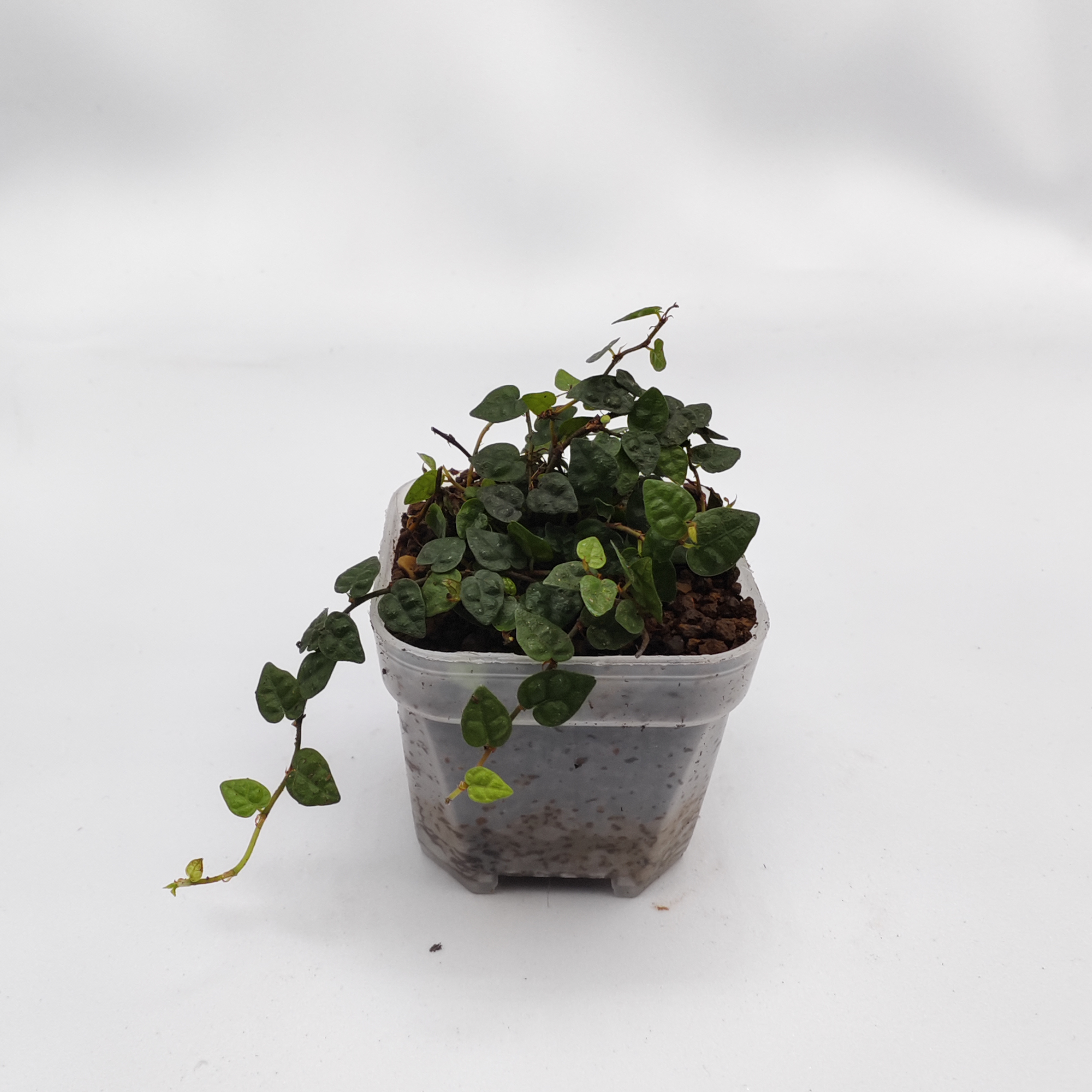 爬藤植物迷你盆栽苔藓微景观素材