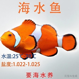 小丑鱼海水公子小丑鱼熊猫奥黑毕加索黑卡透红尼莫小丑鱼礼服人工