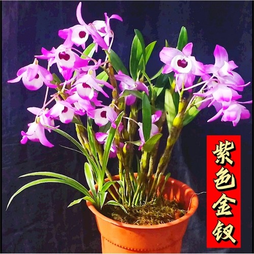 贵州赤水金钗石斛吊兰洋兰板植食用室内非铁皮鼓槌球花泼墨带花苞