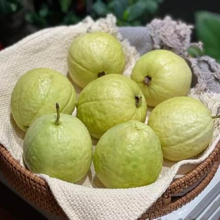 奶油芭乐 （不会很甜哦）软糯香甜4.5斤7－13个装