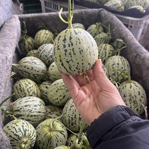 2026头茬花美人甜瓜包脆包甜一定要记得带心吃超好吃
