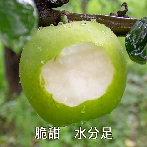 山东丑梨翡翠蜜梨酥脆梨清甜多汁无渣冰箱冷藏更佳 特价福利