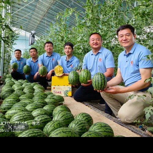 彩虹西瓜 黄肉的特别好吃