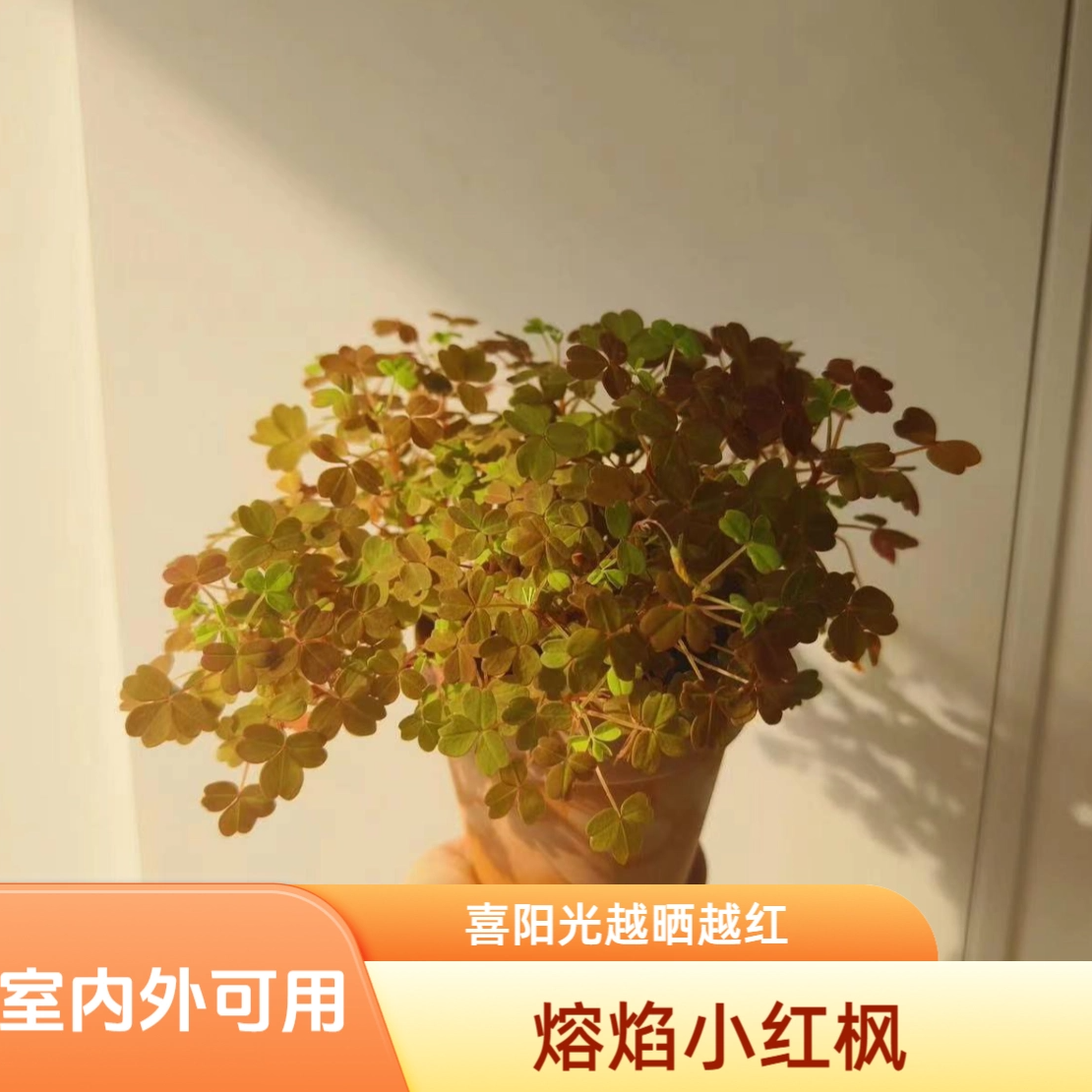 好养的熔岩小红枫酢浆草黄花观花彩叶绿植物盆栽四季室内耐热变色