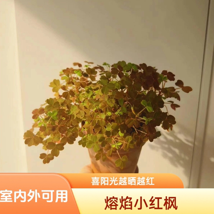 好养的熔岩小红枫酢浆草黄花观花彩叶绿植物盆栽四季室内耐热变色