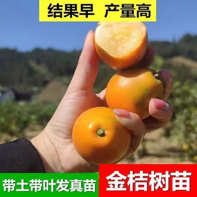新品种脆蜜金桔苗耐寒脆皮金桔嫁接苗果树苗盆栽带土无核水果地栽
