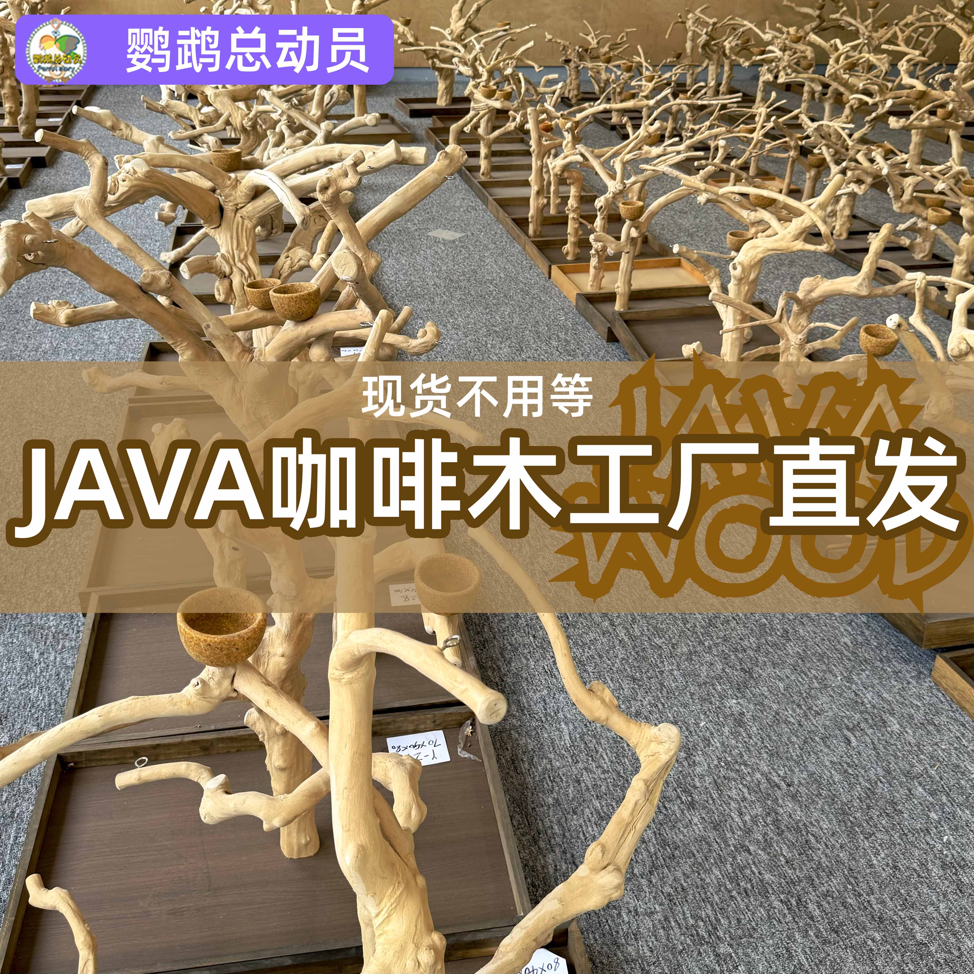 Java咖啡木鹦鹉站架中大号天然树枝站棍站杆 高端大气一木永逸