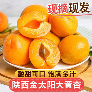 陕西大黄杏金太阳杏子新鲜应季孕妇酸脆爽口水果现摘现发包邮