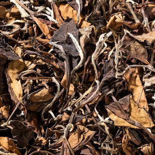 福鼎老白茶官方旗舰店正品2017年磻溪高山一级散茶枣香茶叶寿眉