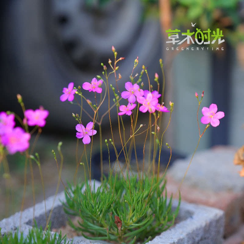 火焰花马齿苋科稀有块根多肉植物夏季开花非常耐热小型迷你花卉