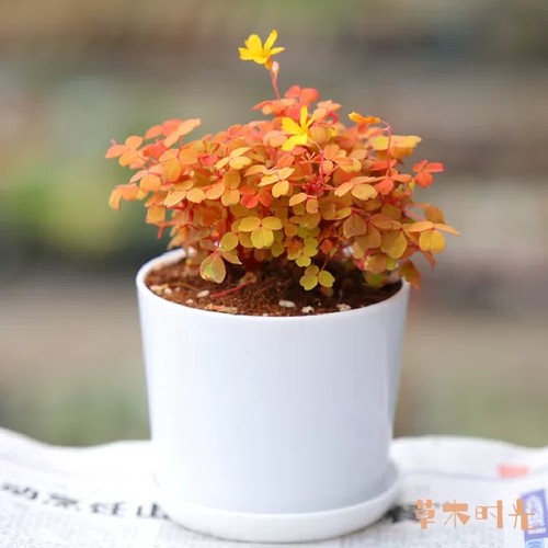 熔岩酢浆草彩叶植物幸运草