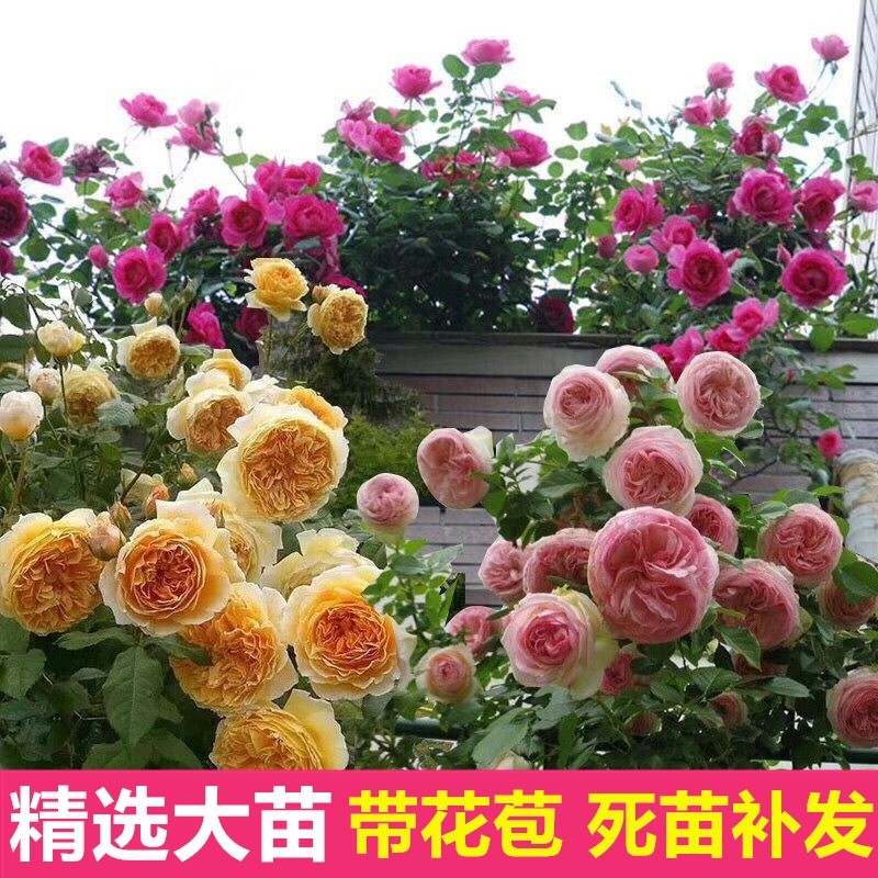 蔷薇花苗藤本月季特大花爬藤植物欧月大苗四季开花卉庭院玫瑰盆栽