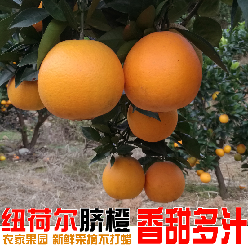 湖南高山脐橙现摘现发10斤新鲜当季整箱孕妇水果正宗纽荷尔甜橙子