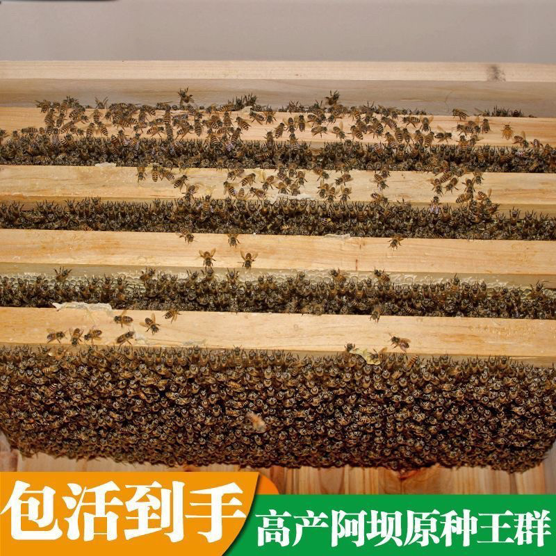 中蜂蜂群出售 中蜂群活体 蜂疗蜜蜂授粉蜂群意蜂笼蜂包邮包活到手