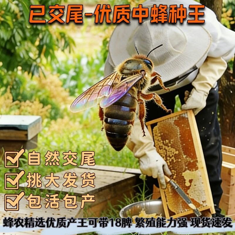 新开产王包邮包活高产蜜