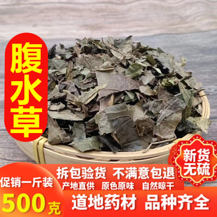 腹水草新鲜中药材 正品精选新货天桥草 仙桥草 毛叶仙桥