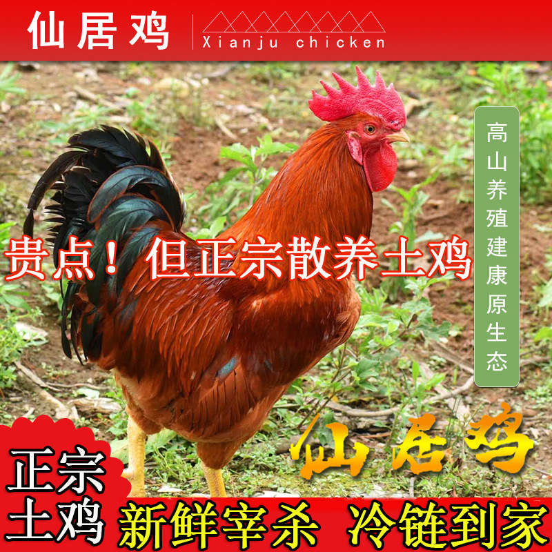正宗仙居鸡大公鸡农家散养土鸡老公鸡童子鸡活鸡现发纯粮食喂养