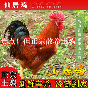 正宗仙居鸡大公鸡农家散养土鸡老公鸡童子鸡活鸡现发纯粮食喂养