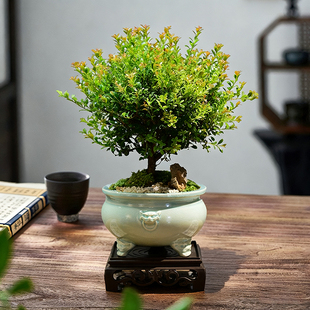 小叶赤楠盆栽办公室盆景室内好养四季常青茶桌精品绿植装饰摆件