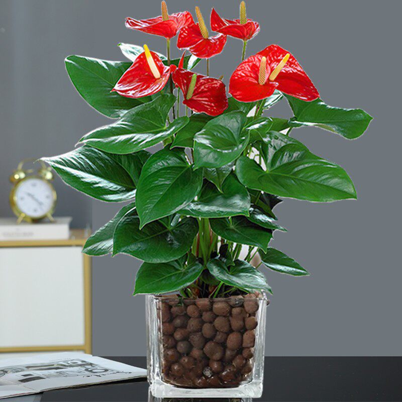 绿植花卉美观水培长沙同城白掌