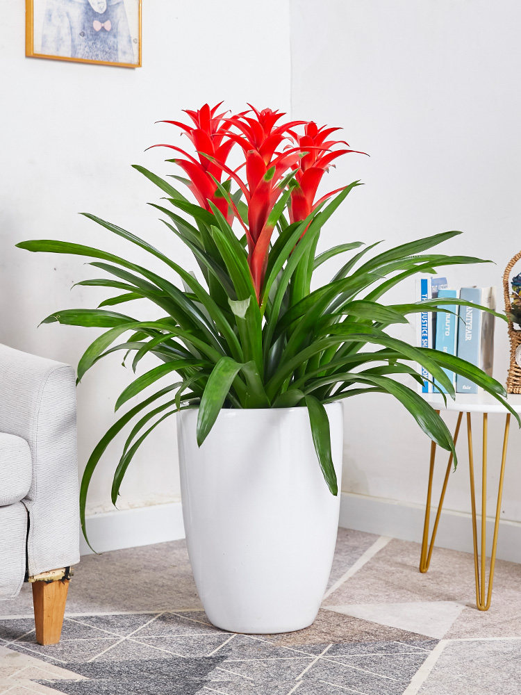 鸿运当头盆栽凤梨花卉绿植长沙同城乔迁开业送礼室内家居办公室