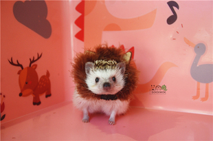 刺猬/龙猫/兔子/荷兰猪豚鼠/仓鼠小狮子头饰