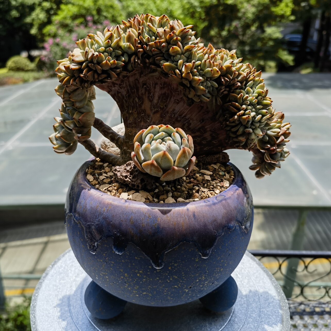 透气透水麦饭石多肉花盆厂家直销直播专拍满36包邮非偏远透气吸水