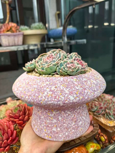 透气透水麦饭石多肉花盆厂家直销直播专拍满36包邮非偏远透气吸水