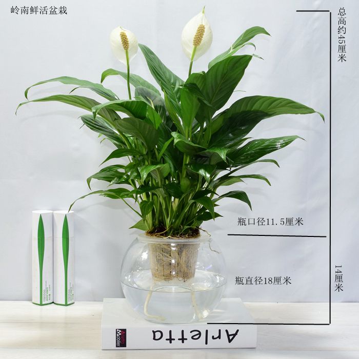 室内水养花草植物 图片 价格 多少钱 什么值得买 室内水养花草植物 图片 价格 多少钱 什么值得买