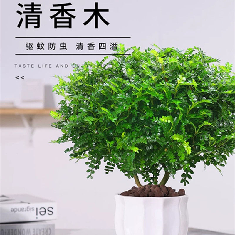 胡椒木四季常绿 散发香味 卧室桌面净化空气盆栽观叶驱蚊植物盆景