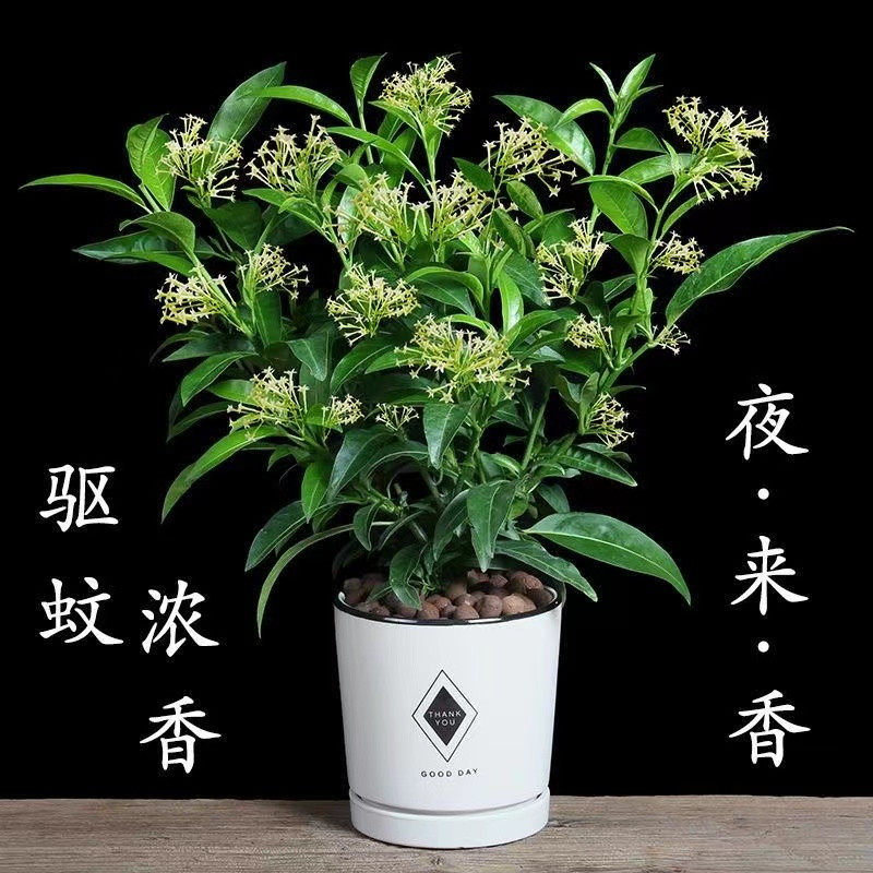 夜来香驱蚊常绿室外庭院花卉植物