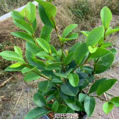 室外绿植绿植香妃含笑室外四季