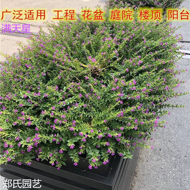 满天星盆栽花卉室内绿植办公室桌面花卉观花植物开花常青盆景